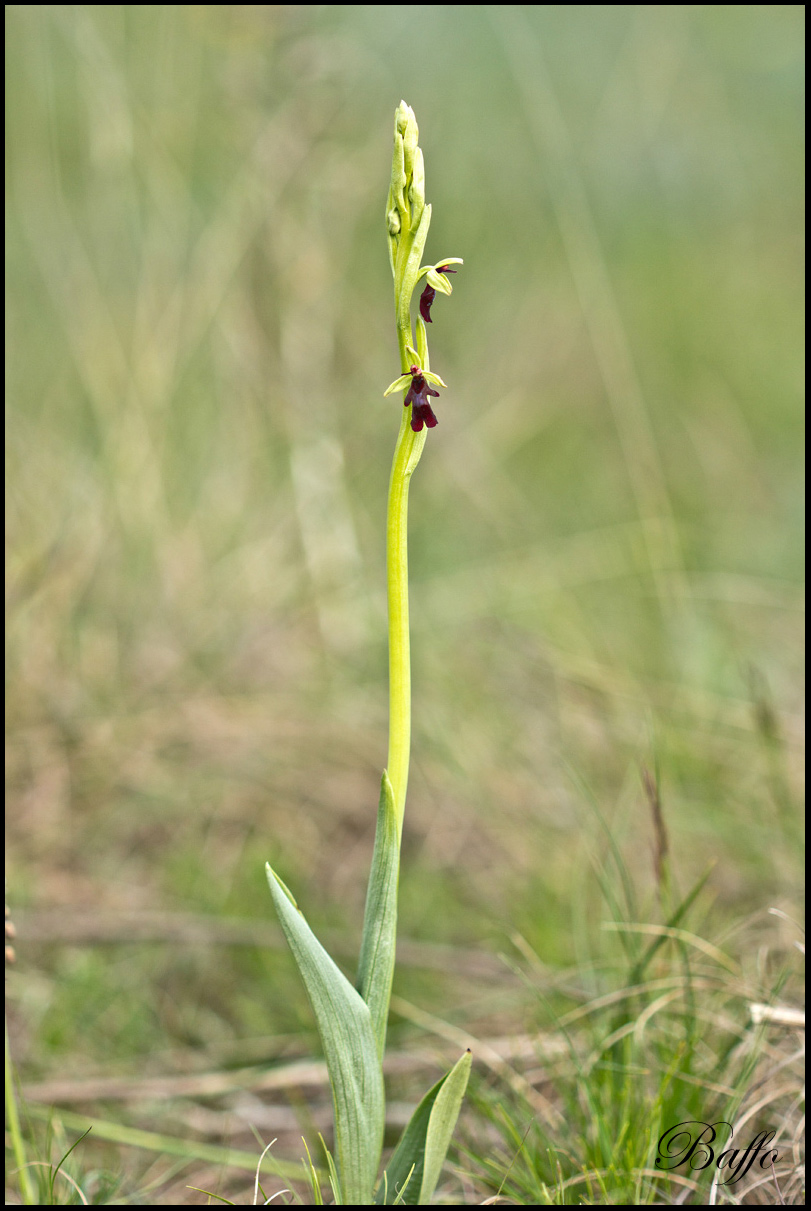 Ophrys insectifera